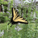 Yellow Swallowtail butterfly with green plants in backgroun