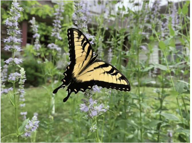 Yellow Swallowtail butterfly with green plants in backgroun